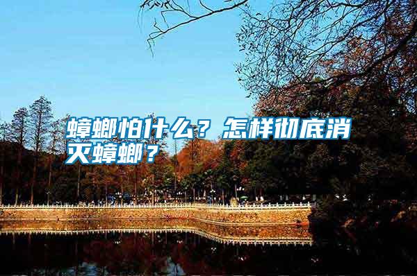 蟑螂怕什么？怎樣徹底消滅蟑螂？