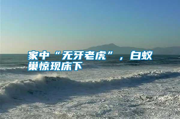 家中“無牙老虎”，白蟻巢驚現(xiàn)床下