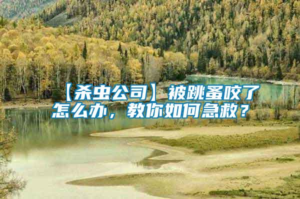 【殺蟲公司】被跳蚤咬了怎么辦，教你如何急救？