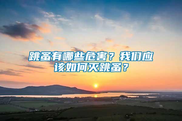 跳蚤有哪些危害?我們應該如何滅跳蚤?