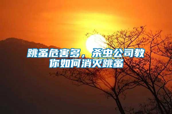 跳蚤危害多，殺蟲公司教你如何消滅跳蚤