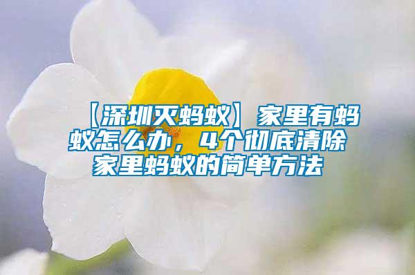 【深圳滅螞蟻】家里有螞蟻怎么辦，4個徹底清除家里螞蟻的簡單方法