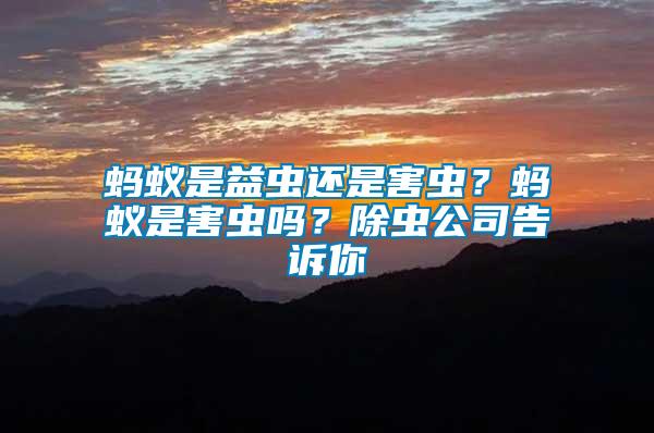 螞蟻是益蟲還是害蟲？螞蟻是害蟲嗎？除蟲公司告訴你
