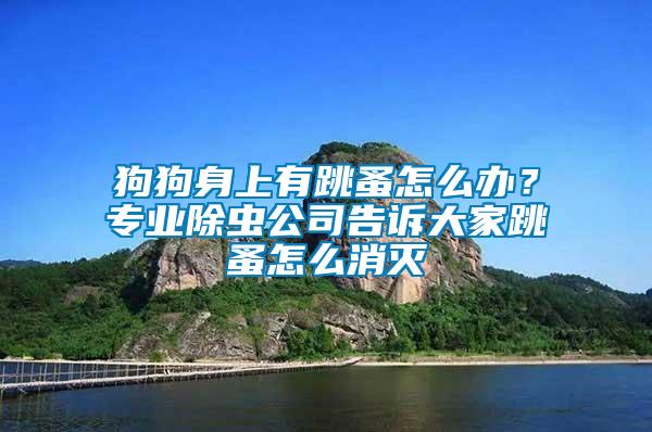 狗狗身上有跳蚤怎么辦？專業(yè)除蟲公司告訴大家跳蚤怎么消滅