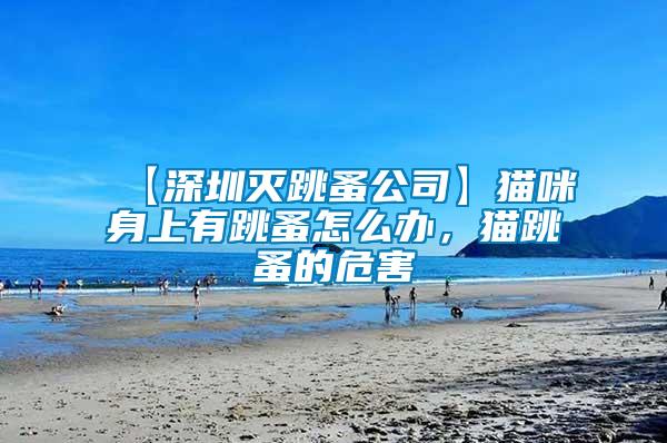 【深圳滅跳蚤公司】貓咪身上有跳蚤怎么辦,貓跳蚤的危害