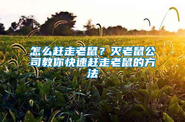 怎么趕走老鼠？滅老鼠公司教你快速趕走老鼠的方法