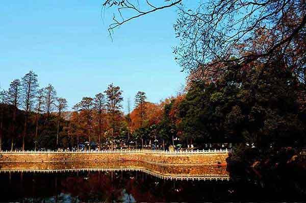 蟑螂怕什么，如何消滅蟑螂，什么蟑螂藥好