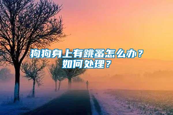狗狗身上有跳蚤怎么辦?如何處理?