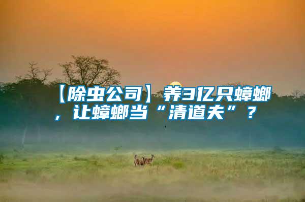 【除蟲公司】養(yǎng)3億只蟑螂，讓蟑螂當(dāng)“清道夫”？