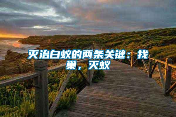 滅治白蟻的兩條關鍵：找巢，滅蟻