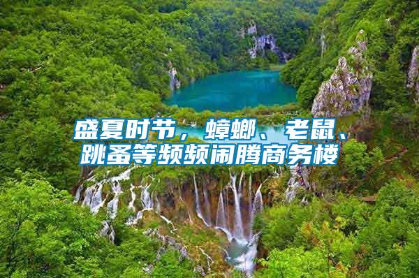 盛夏時(shí)節(jié)，蟑螂、老鼠、跳蚤等頻頻鬧騰商務(wù)樓