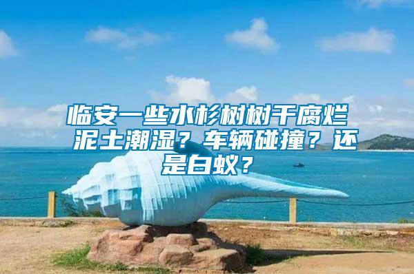 臨安一些水杉樹樹干腐爛 泥土潮濕？車輛碰撞？還是白蟻？