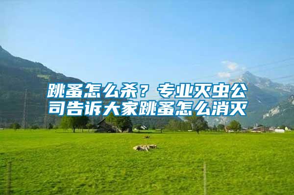 跳蚤怎么殺？專業滅蟲公司告訴大家跳蚤怎么消滅