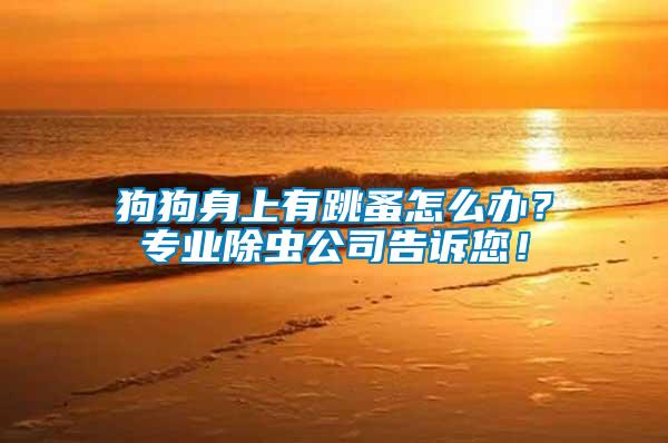 狗狗身上有跳蚤怎么辦？專業(yè)除蟲公司告訴您！