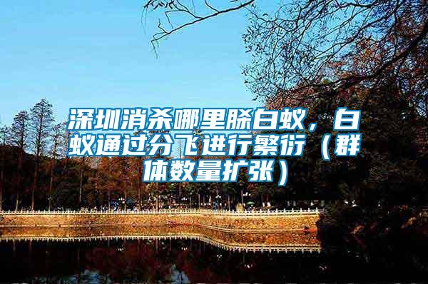 深圳消殺哪里脎白蟻，白蟻通過分飛進行繁衍（群體數量擴張）