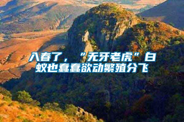 入春了，“無(wú)牙老虎”白蟻也蠢蠢欲動(dòng)繁殖分飛
