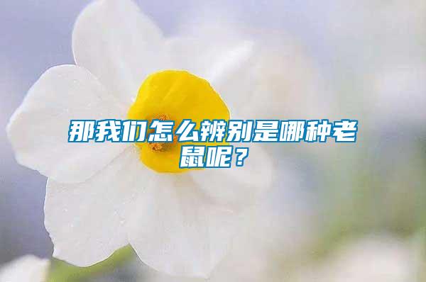 那我們怎么辨別是哪種老鼠呢？