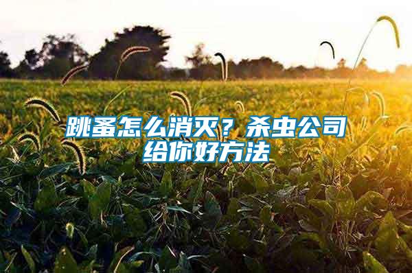 跳蚤怎么消滅？殺蟲公司給你好方法