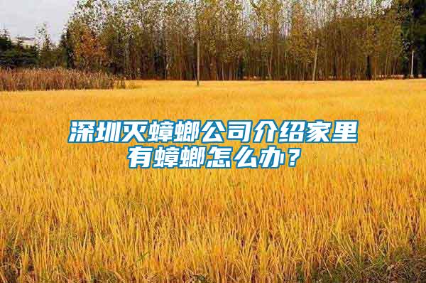 深圳滅蟑螂公司介紹家里有蟑螂怎么辦？
