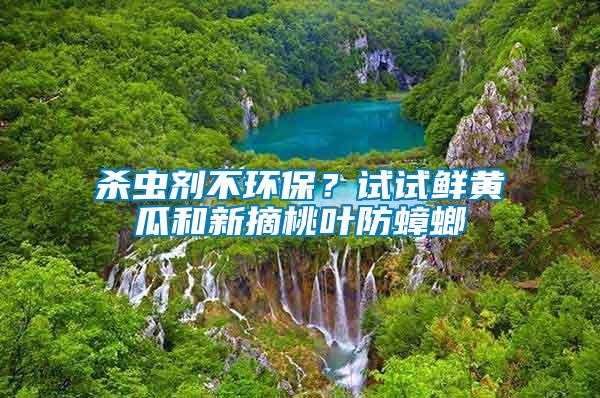 殺蟲劑不環(huán)保？試試鮮黃瓜和新摘桃葉防蟑螂