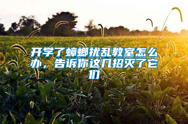 開學了蟑螂擾亂教室怎么辦，告訴你這幾招滅了它們