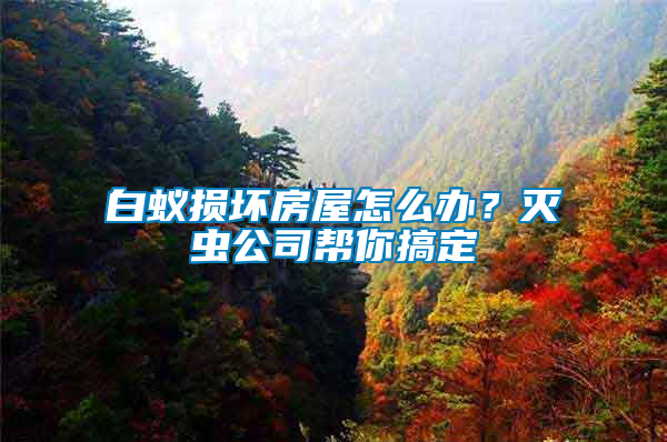 白蟻損壞房屋怎么辦？滅蟲公司幫你搞定