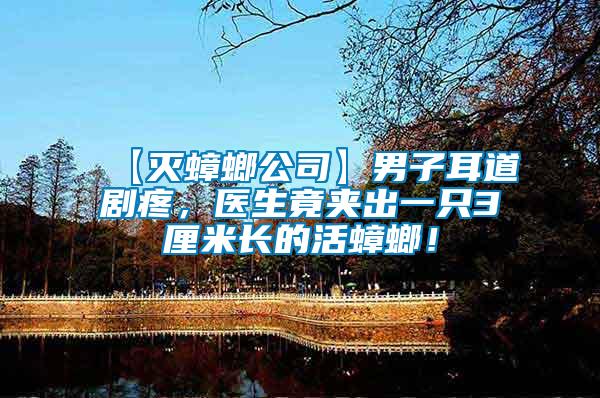 【滅蟑螂公司】男子耳道劇疼，醫生竟夾出一只3厘米長的活蟑螂！