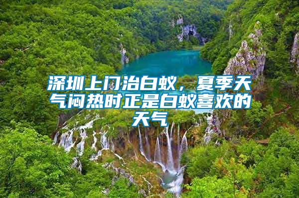 深圳上門治白蟻，夏季天氣悶熱時正是白蟻喜歡的天氣