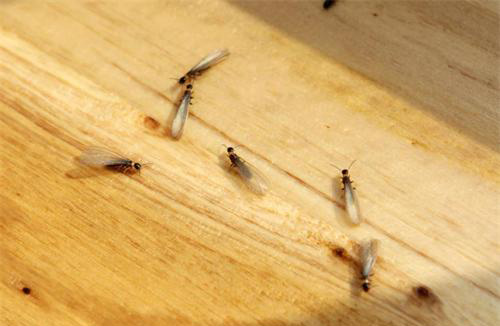 專(zhuān)業(yè)白蟻消殺